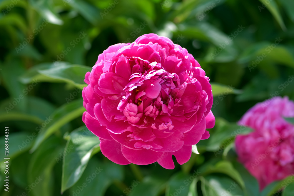 Pink peony flower bloom spring on a background of greenery in the garden in warm and sunny morning, 