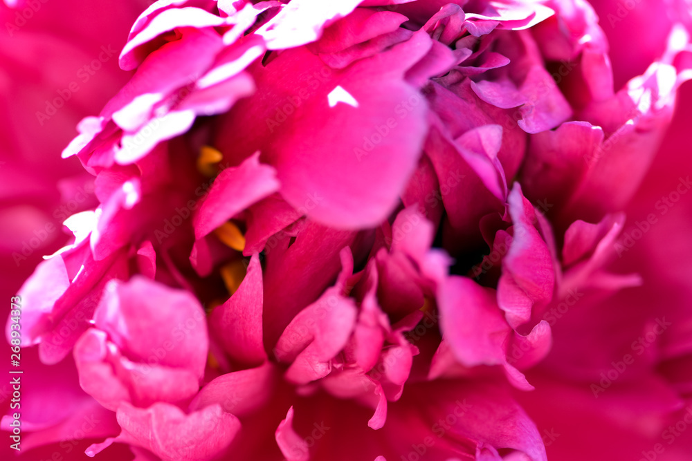 Pink peony flower bloom spring on a background of greenery in the garden in warm and sunny morning, 