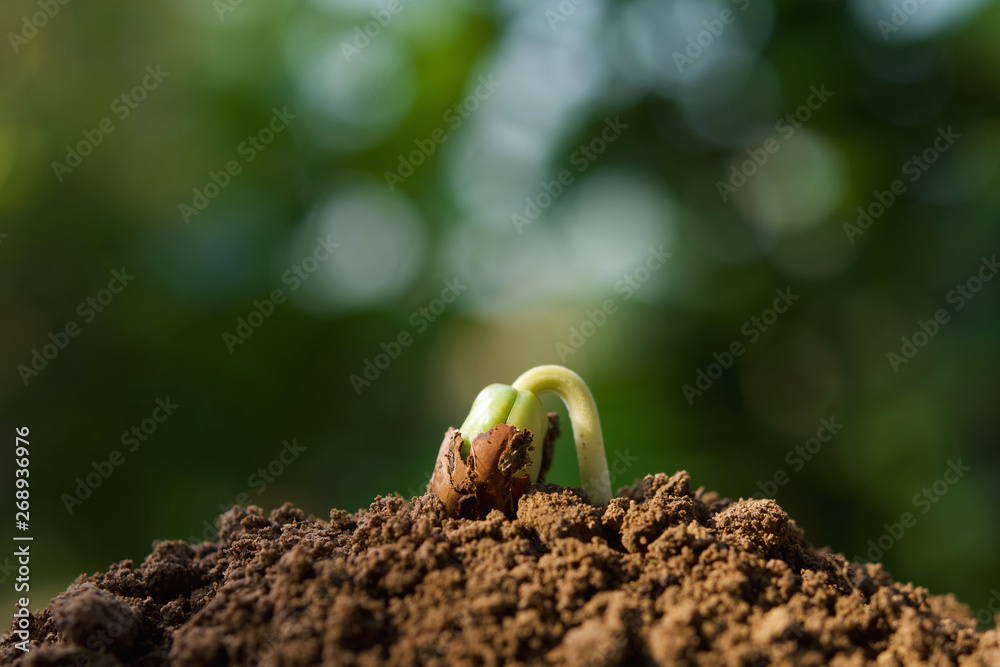 花园里有阳光的土壤上生长的封闭植物