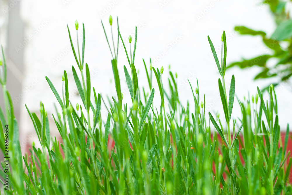 A lavender plant in front of a white wall