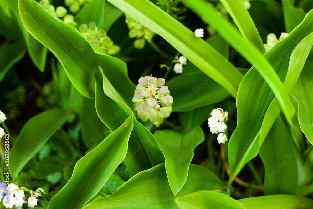 Looking down into the green leaves and blossoms in the garden