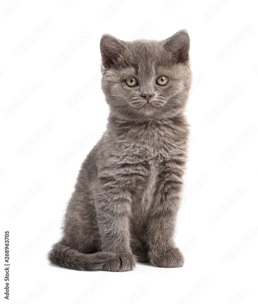 Cute funny kitten on white background