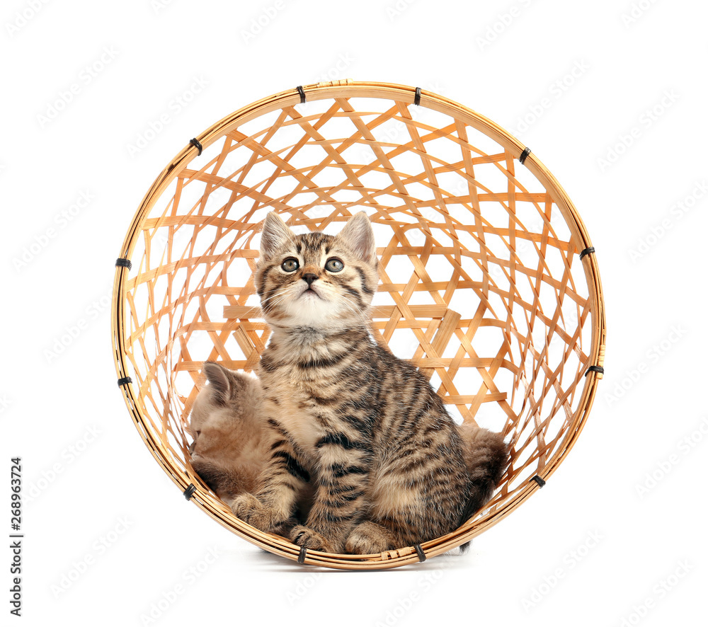 Cute funny kittens in overturned basket on white background