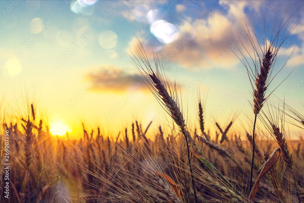 Sun Shining over Golden Barley / Wheat Field at Dawn / Sunset