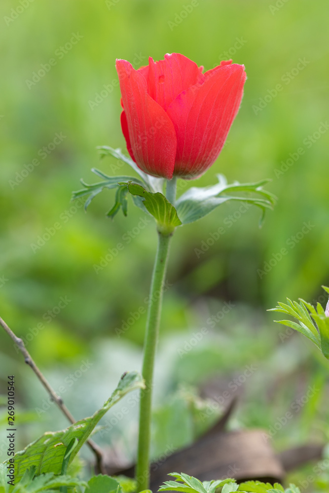 Red Anemone flower and foliage over bright background.