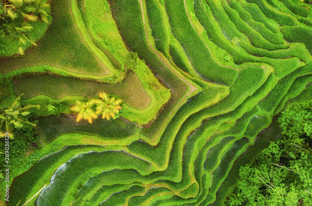 Aerial view of rice terraces. Landscape with drone. Agricultural landscape from the air. Rice terrac