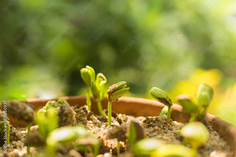 植物是从种子中发芽的