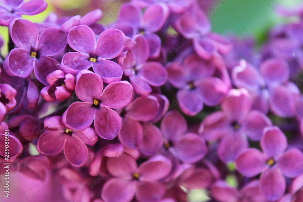 pink flowers in the garden