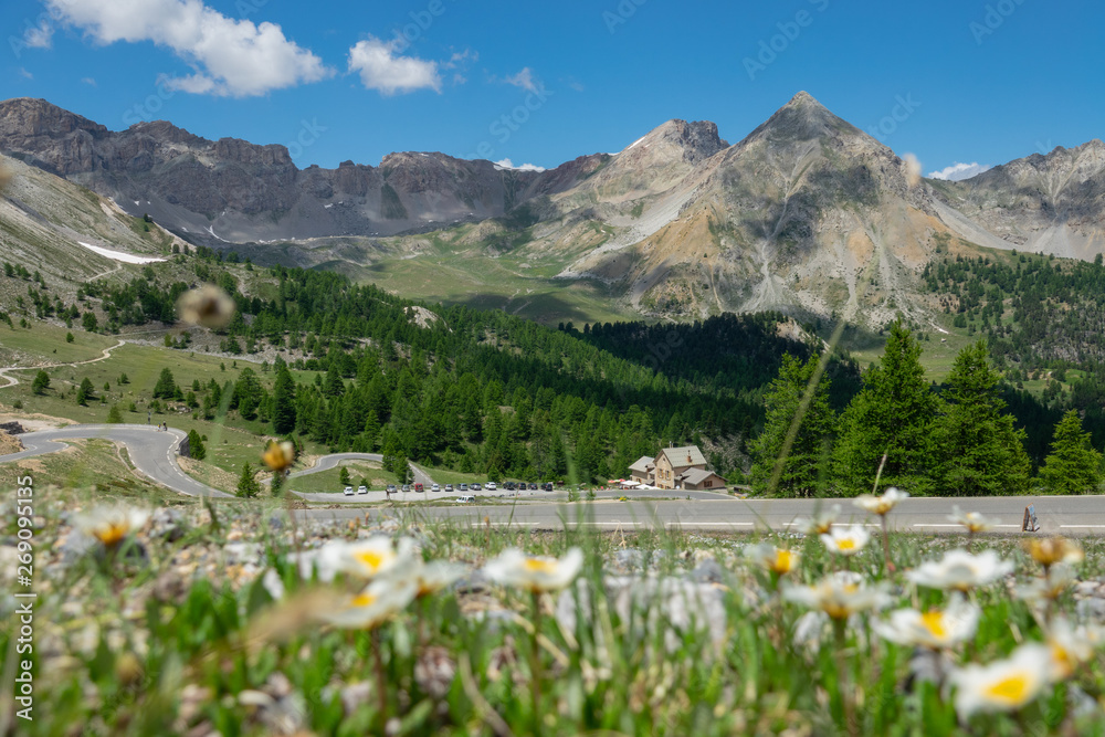 特写：在阳光明媚的阿尔卑斯山，雏菊生长在风景优美的柏油路上。