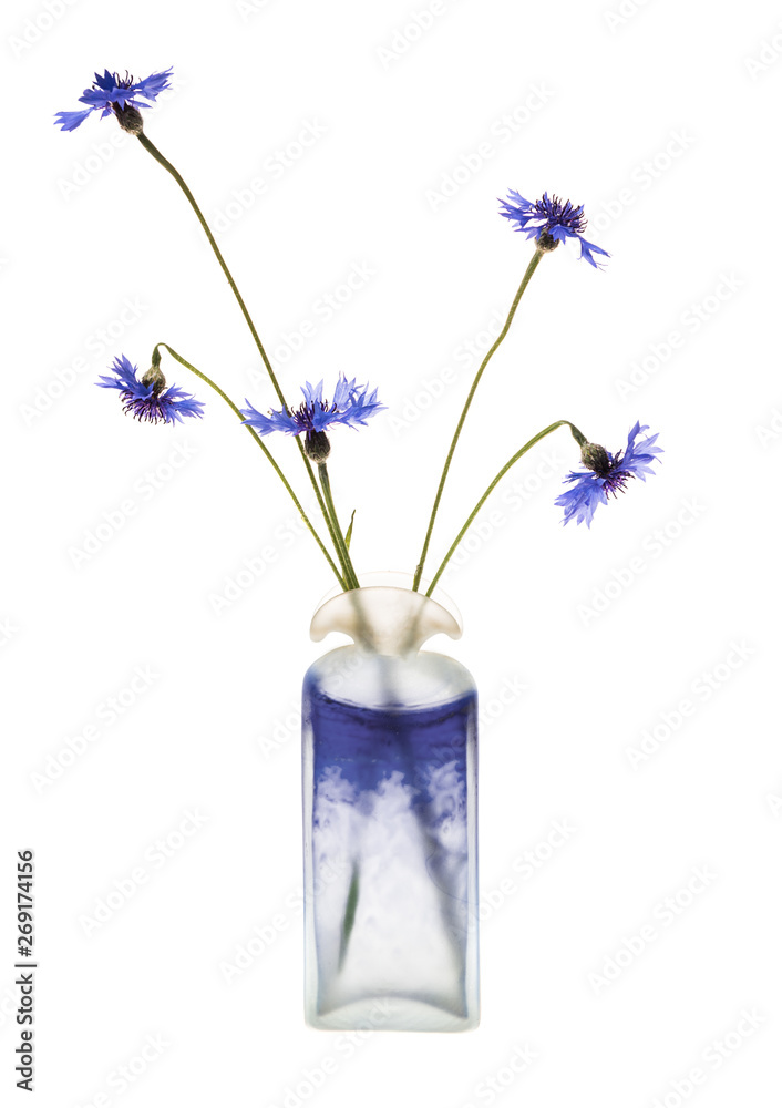 Still life with beautiful blue cornflowers in vase