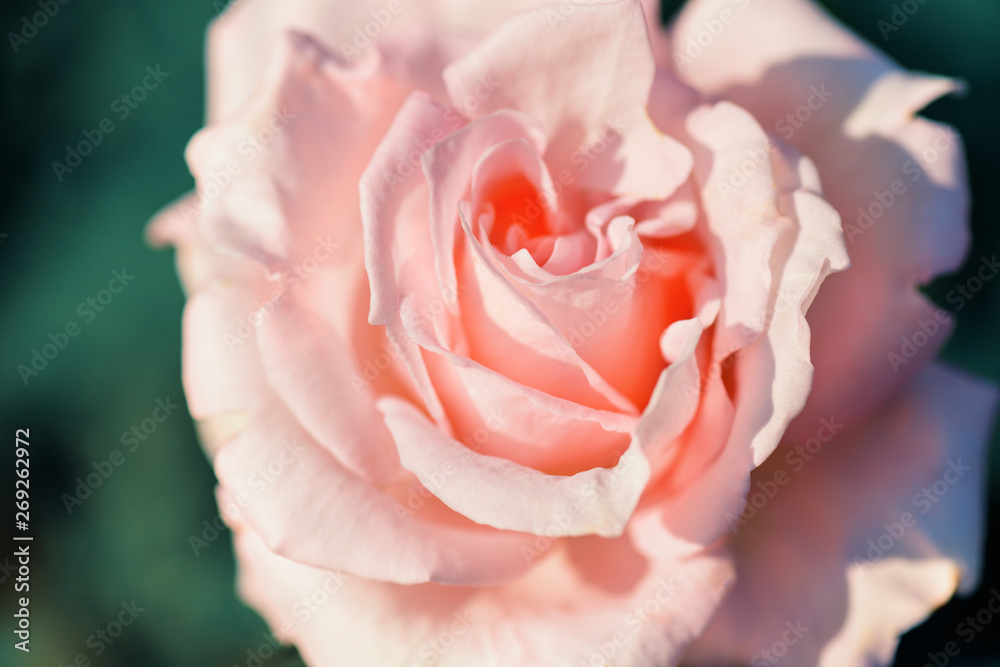 Soft coral rose with layers of delicate petals close-up. Flower coral color with gentle petals. Cora