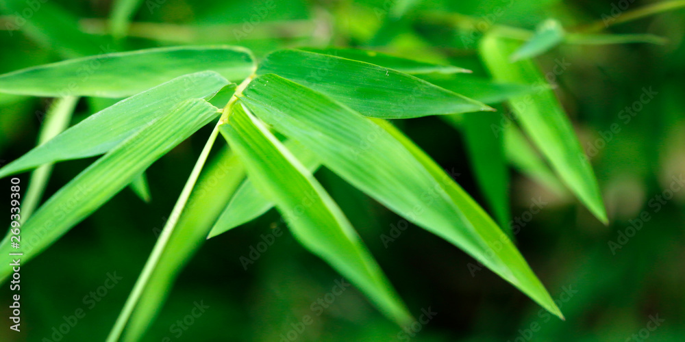 green bamboo leaves