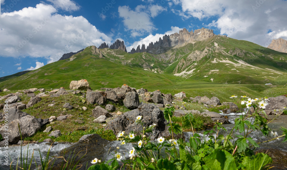 CLOSE UP: White flowers grow by the mountain stream in the beautiful French Alps