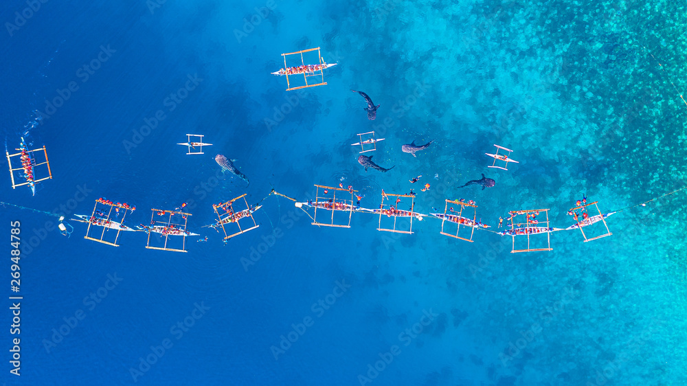 Aerial view Oslob Whale Shark Watching, Fishermen feed gigantic whale sharks ( Rhincodon typus) from