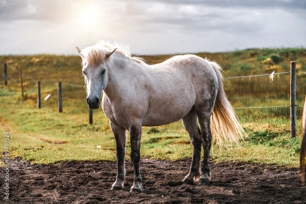 Icelandic horse in the field of scenic nature landscape of Iceland. The Icelandic horse is a breed o