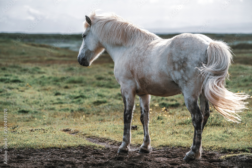 Icelandic horse in the field of scenic nature landscape of Iceland. The Icelandic horse is a breed o