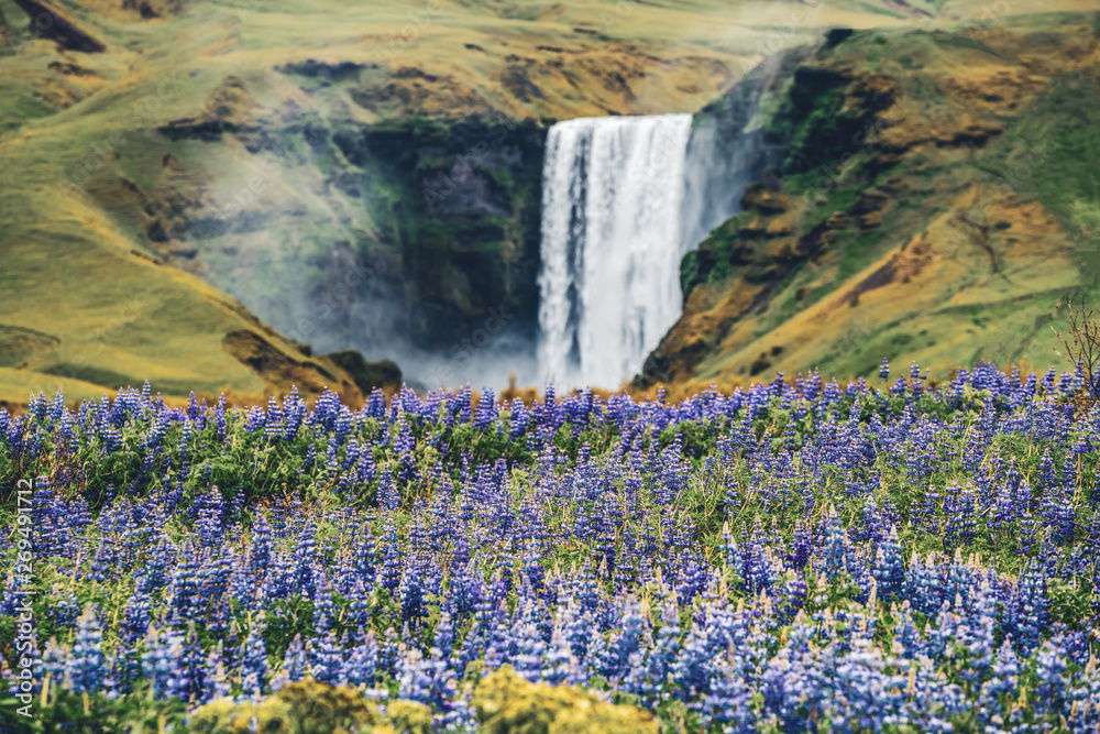 Beautiful scenery of the majestic Skogafoss Waterfall in countryside of Iceland in summer. Skogafoss