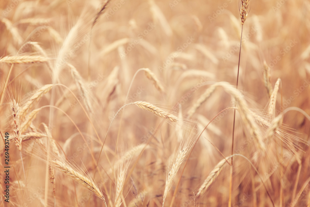 Sunny golden wheat field, ears of wheat close up background