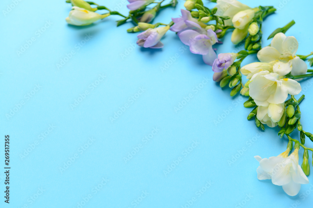 Beautiful freesia flowers on color background