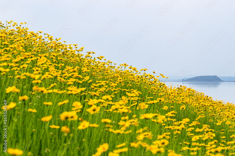 湖心莲花盛开