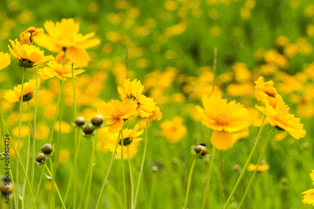 黄花莲绽放特写