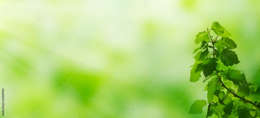 Fresh green leaves on a shiny background