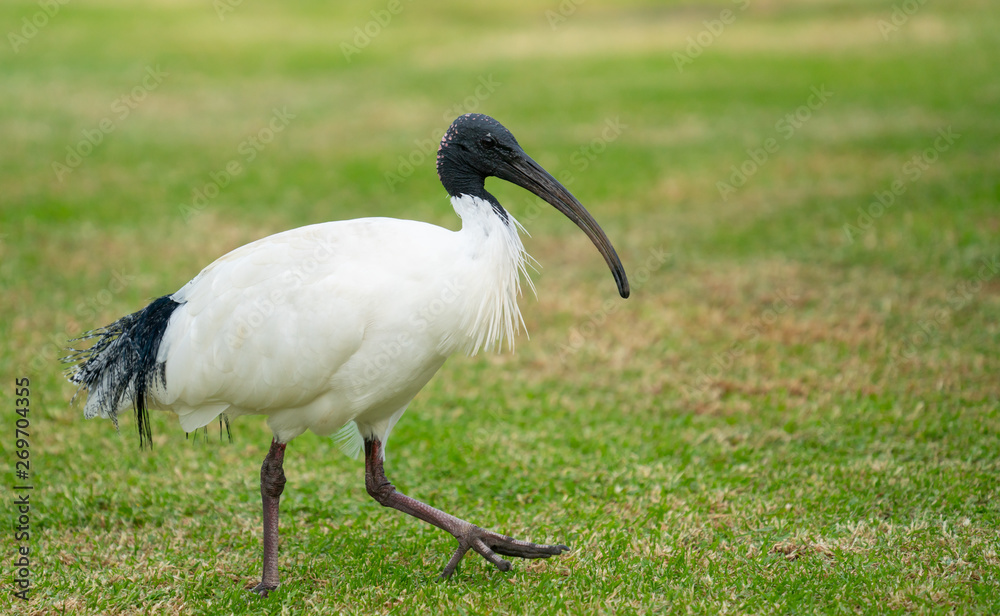 澳大利亚白ibis