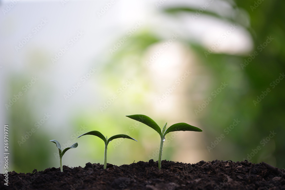 用水滴露种植年轻的绿色树苗