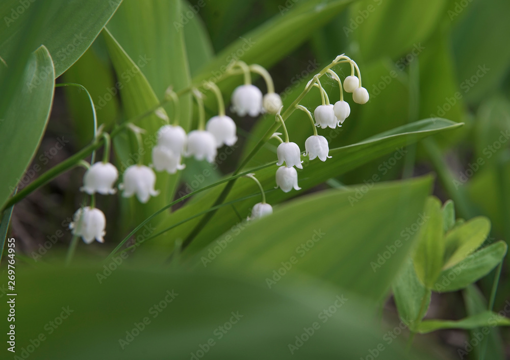 lilies of the valley. May . Moscow ,  Russia. Mitino Landscape Park