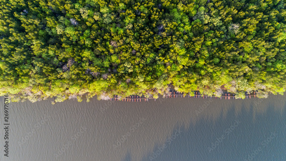 Forest growth trees,nature green mangrove forest backgrounds aerial view drone shot