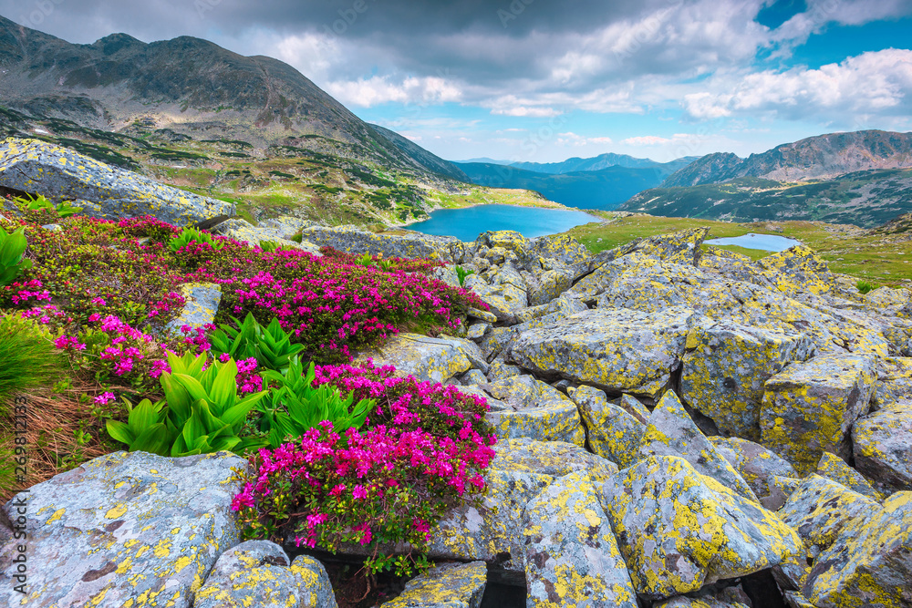 Alpine pink rhododendron flowers and Bucura lake, Retezat mountains, Romania