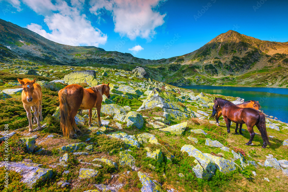 罗马尼亚雷泰扎特山脉，夏季高山风景如画，有牧马