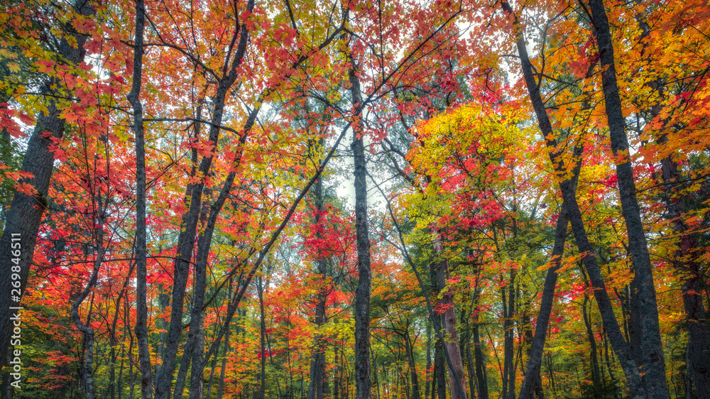 Beautiful colorful fall foliage in a forest