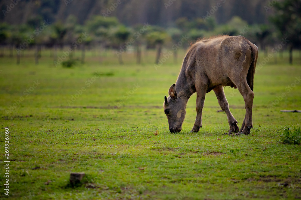 water buffalo      eating grass on countryside