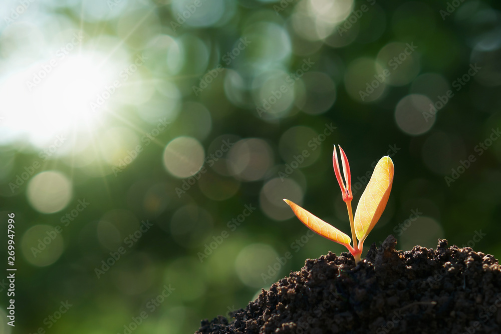 young plant growing on soil with green nature background. concept eco earth day