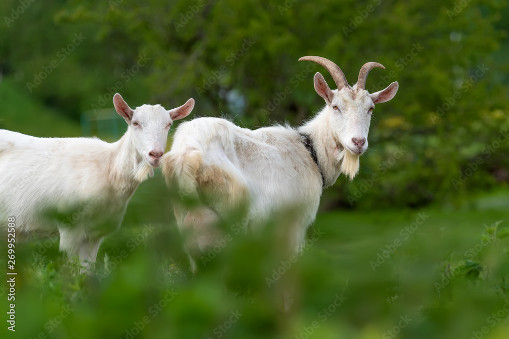 Two white goat standing on green grass