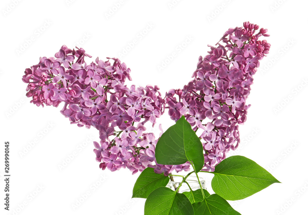 Beautiful lilac flowers on white background