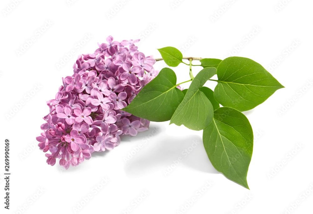 Beautiful lilac flowers on white background