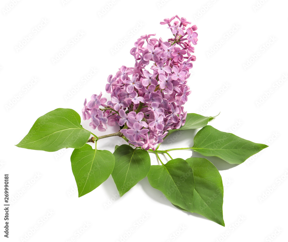 Beautiful lilac flowers on white background