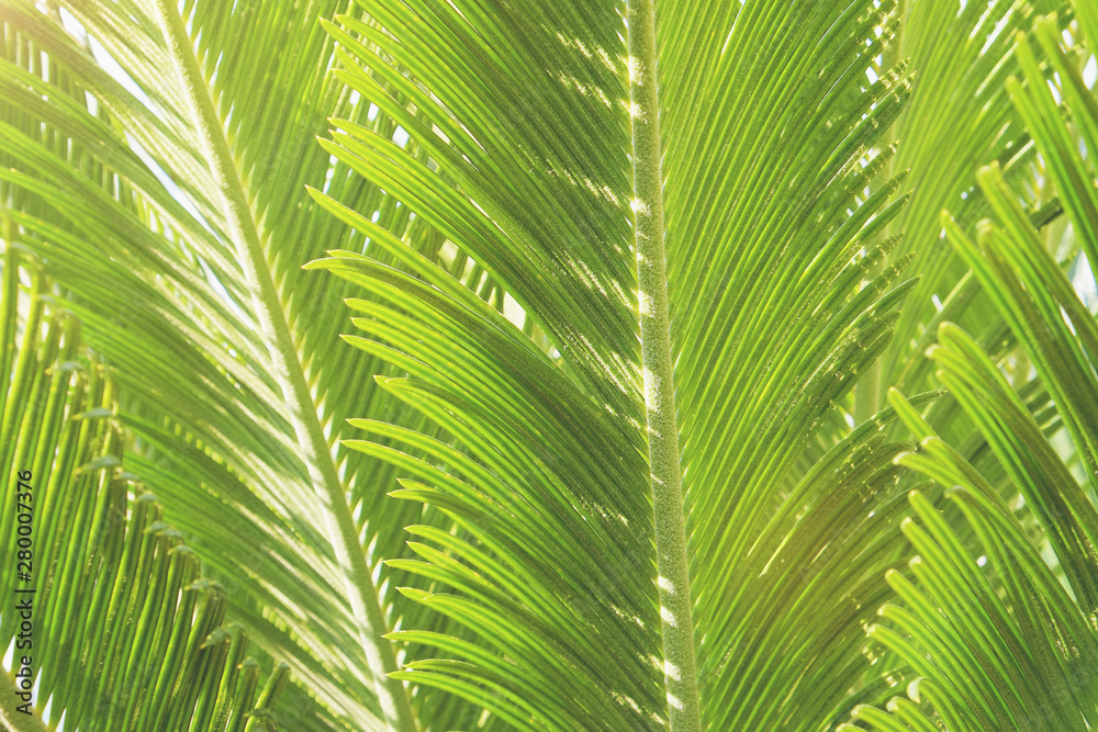 Group of big green leaves of exotic date palm tree, isolated on white background. Tropical plant fol