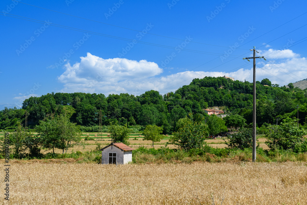 kapliczka na polu ze zbożem