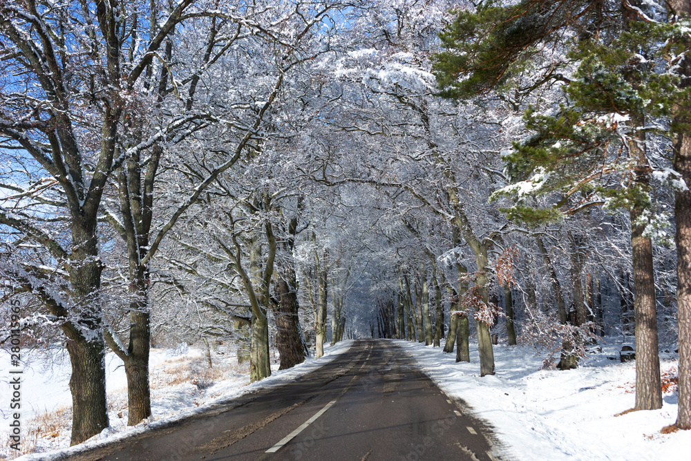  Country road with avenue of beech trees in snow