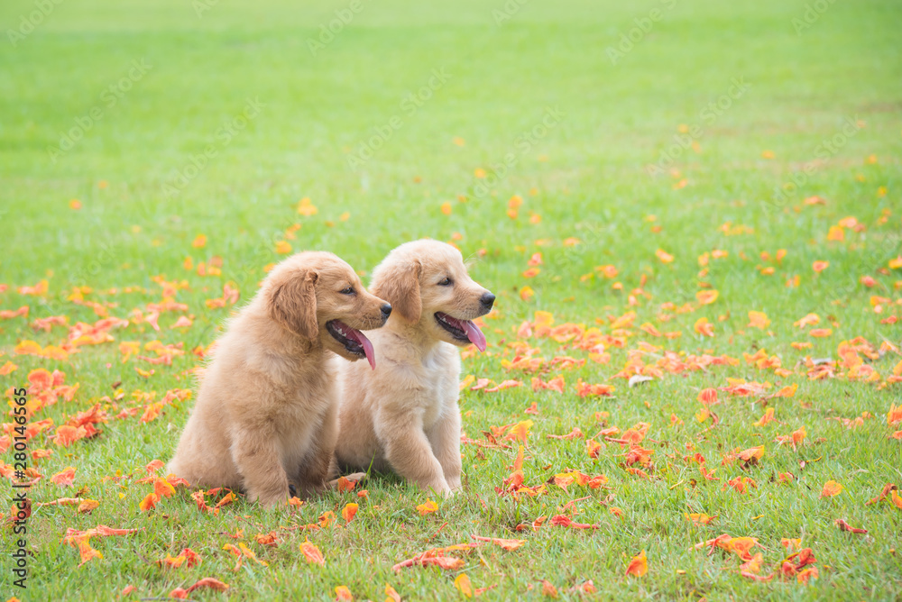 Two little golden retriever dogs sitting on green grass field with many petal of flower