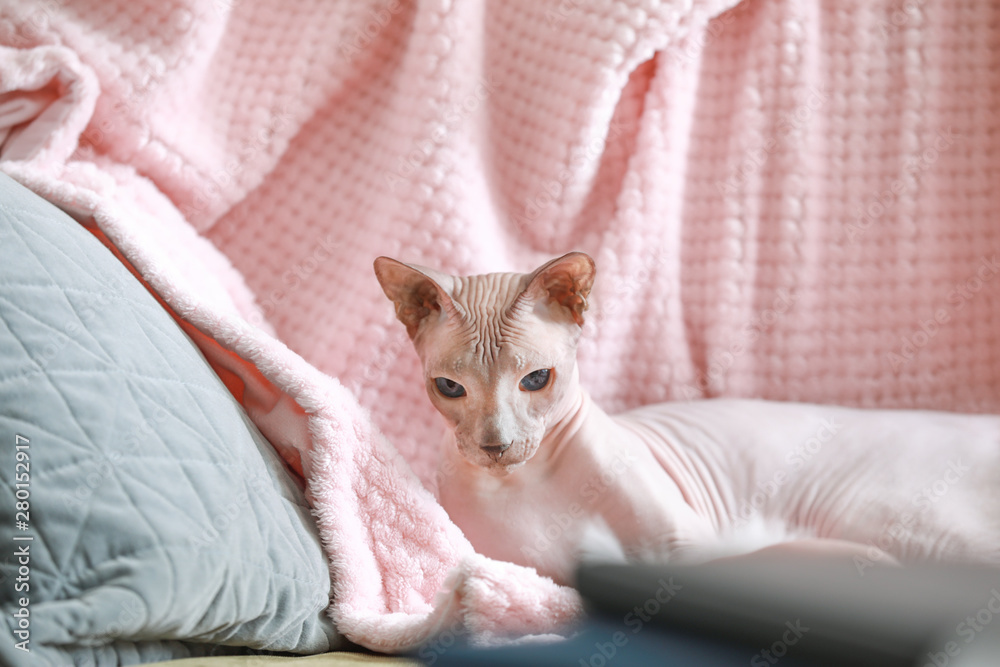 家里有趣的斯芬克斯猫