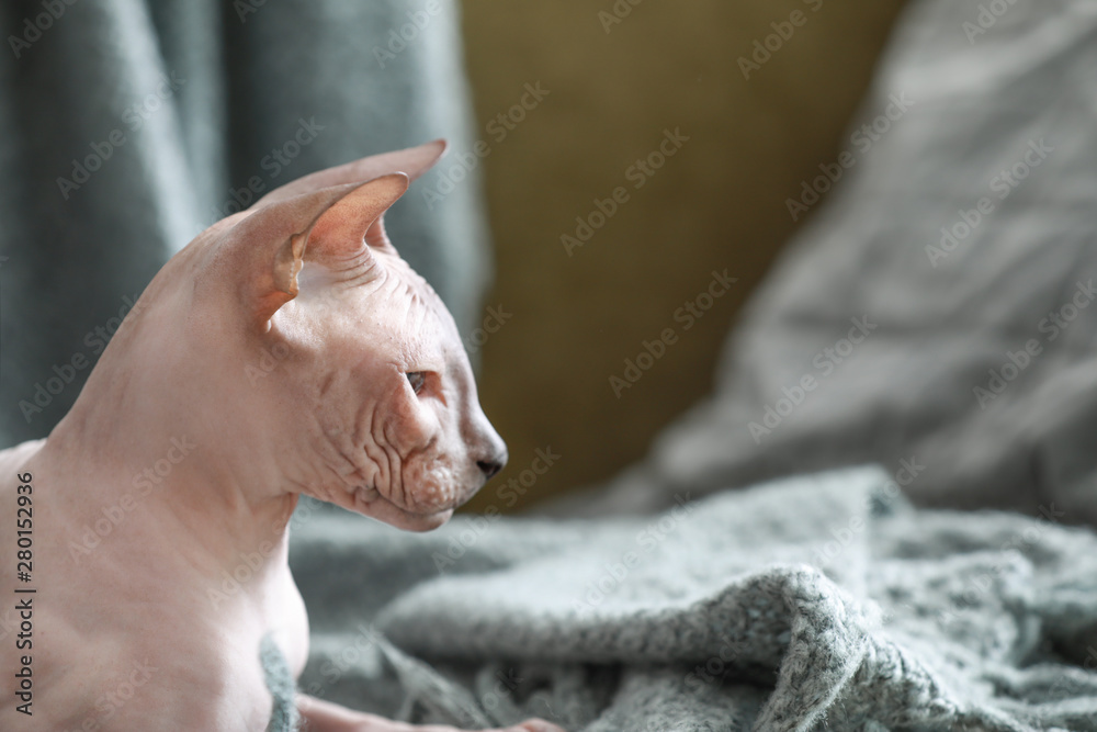 Funny Sphynx cat at home