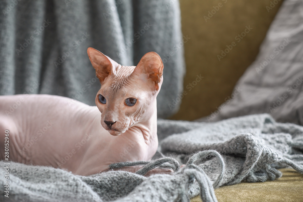 Funny Sphynx cat at home