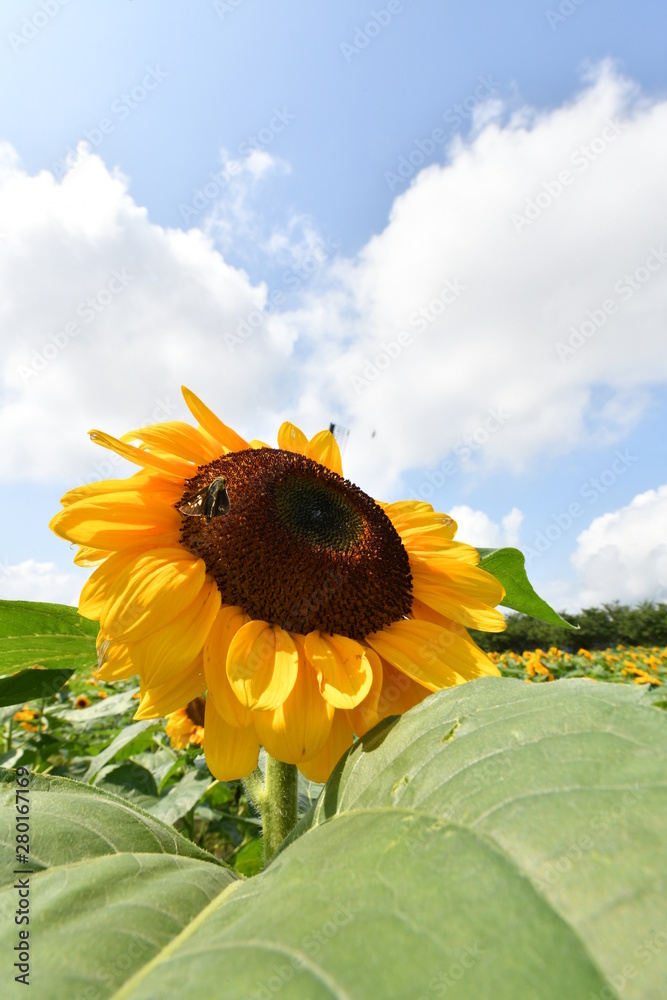 向日葵の花