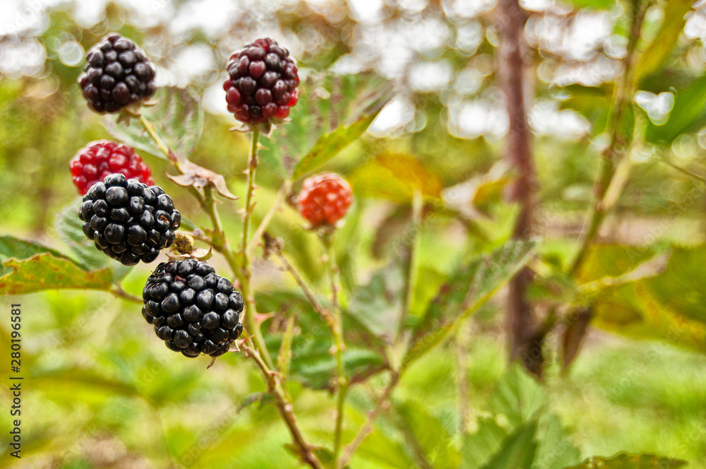 Frutas Vermelhas