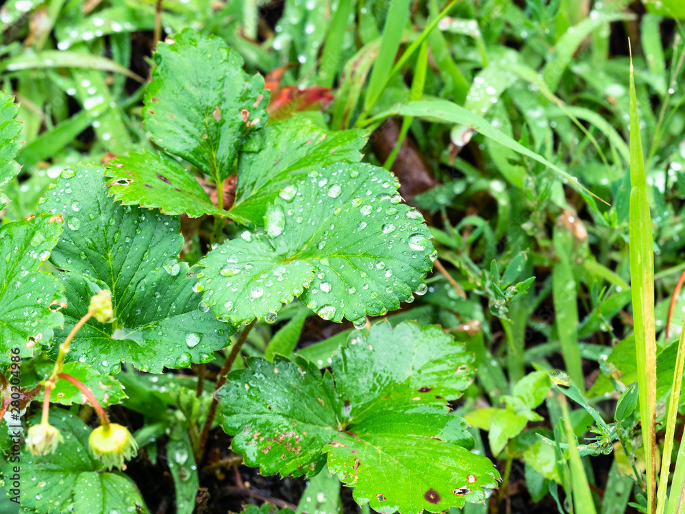 草莓绿叶上的雨滴特写