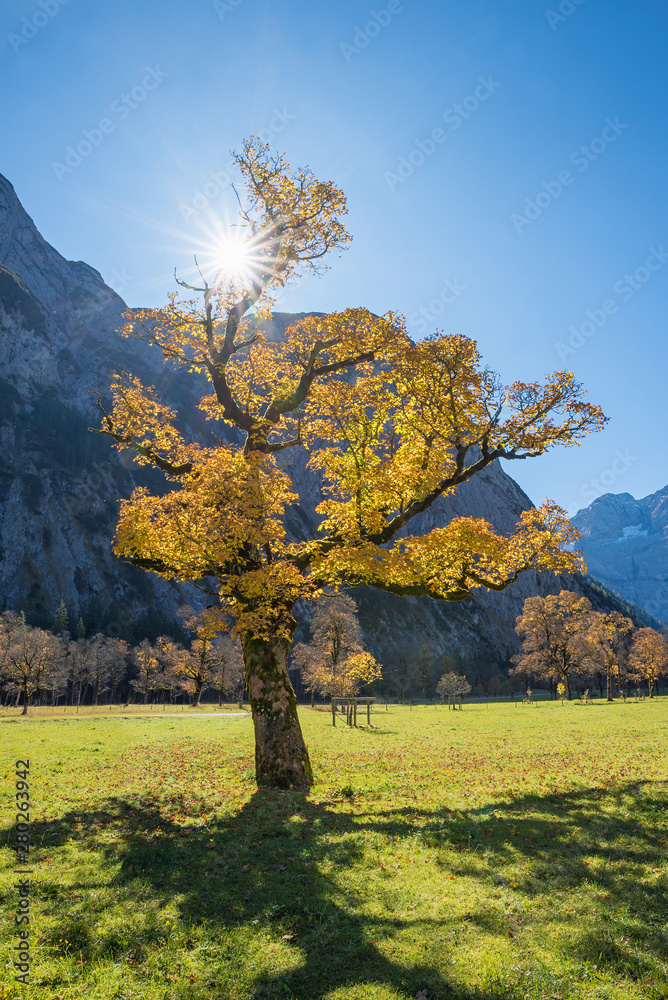 Bergahorn mit gelben Blättern im Herbst, am Ahornboden im Karwendelgebirge